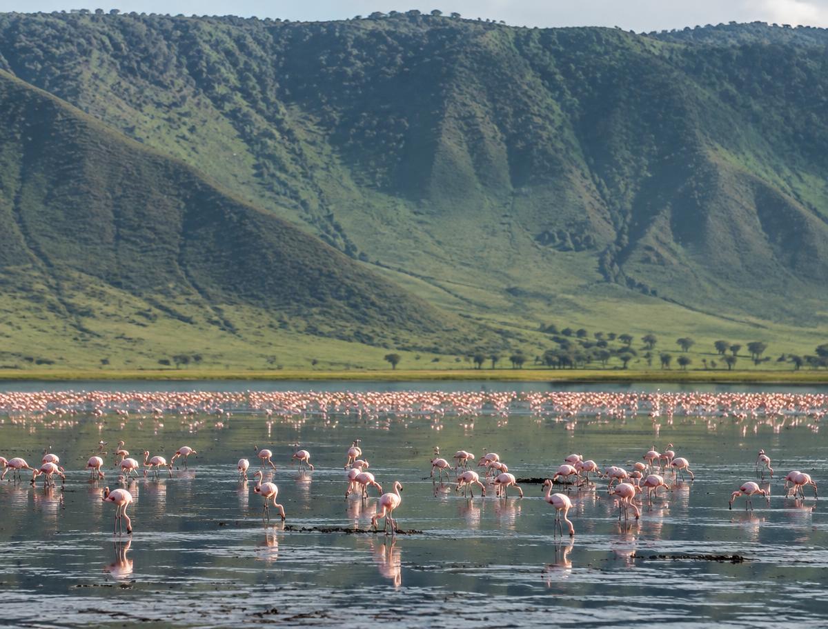 Flamingos on the Ngorongoro Crater floor